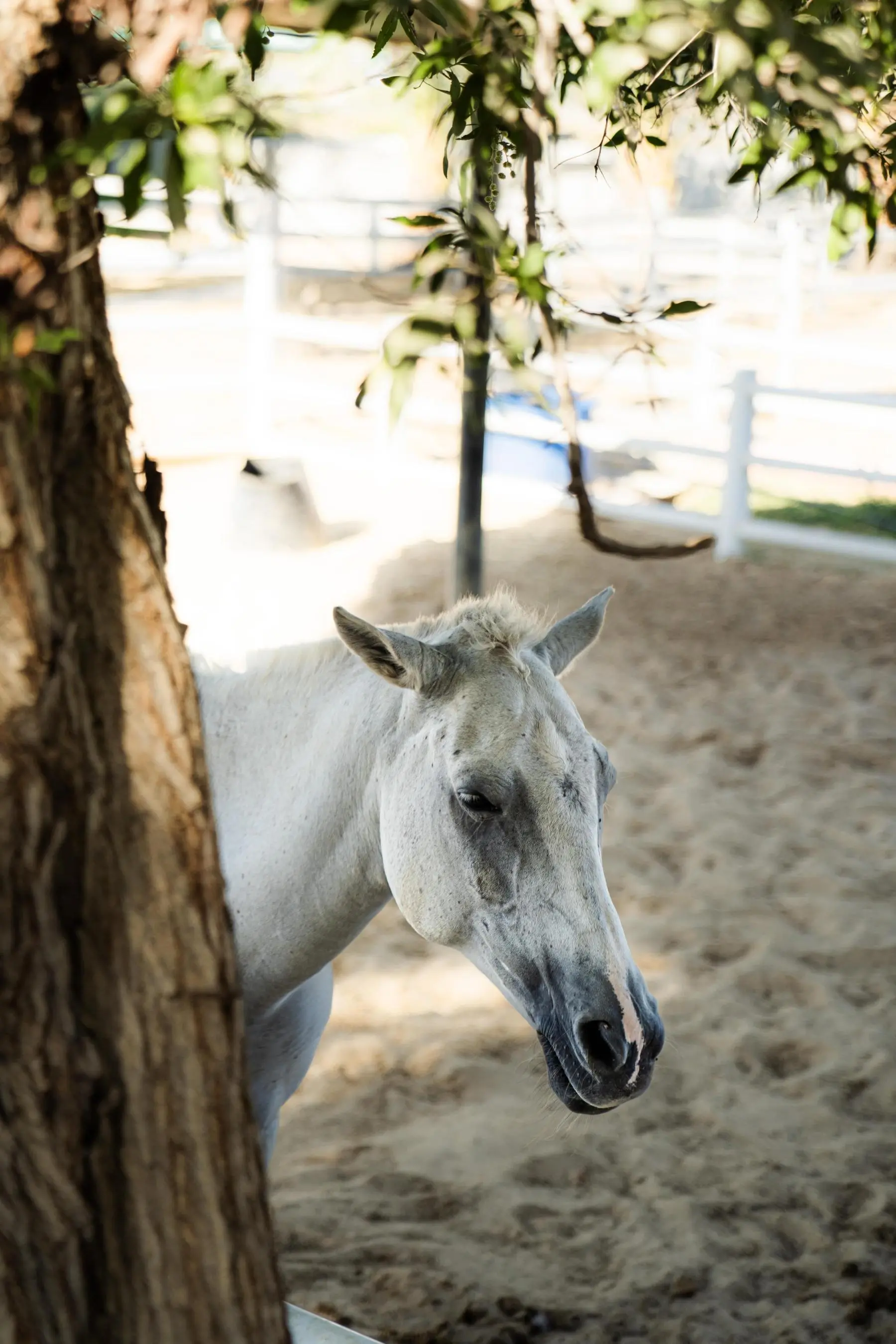 Emirates Legal Knights