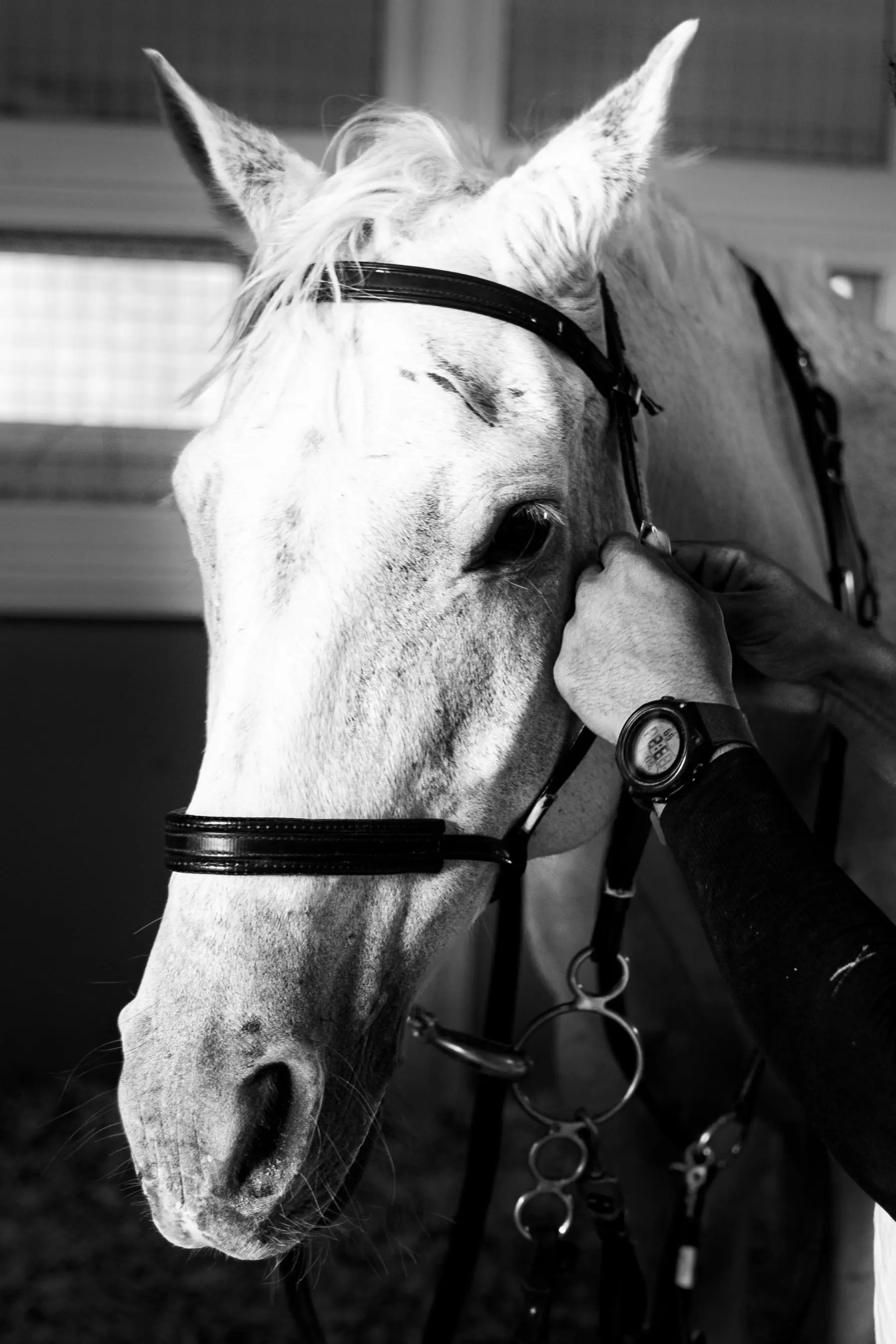 Emirates Legal Knights